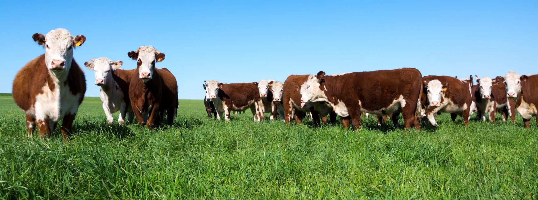 Growing quality hay with Rainbow Plant Food
