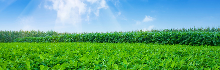 How to spot nutrient deficiencies in your plants