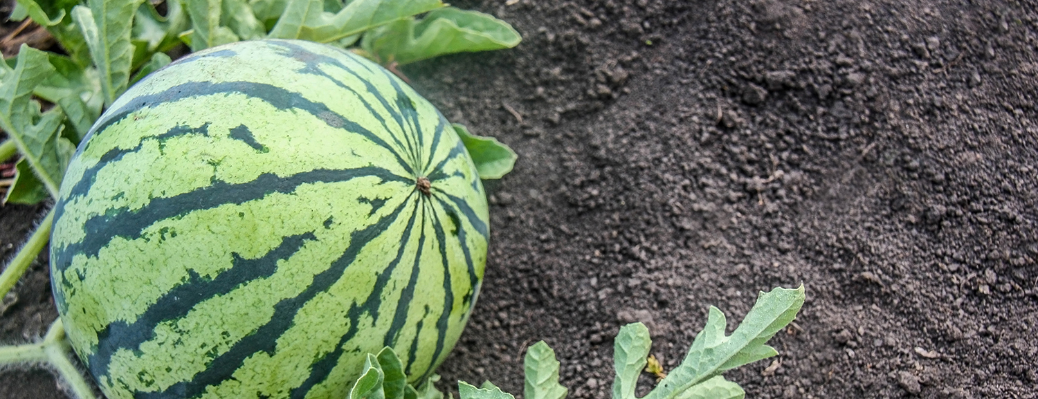 Giving your watermelon the nutrition it needs