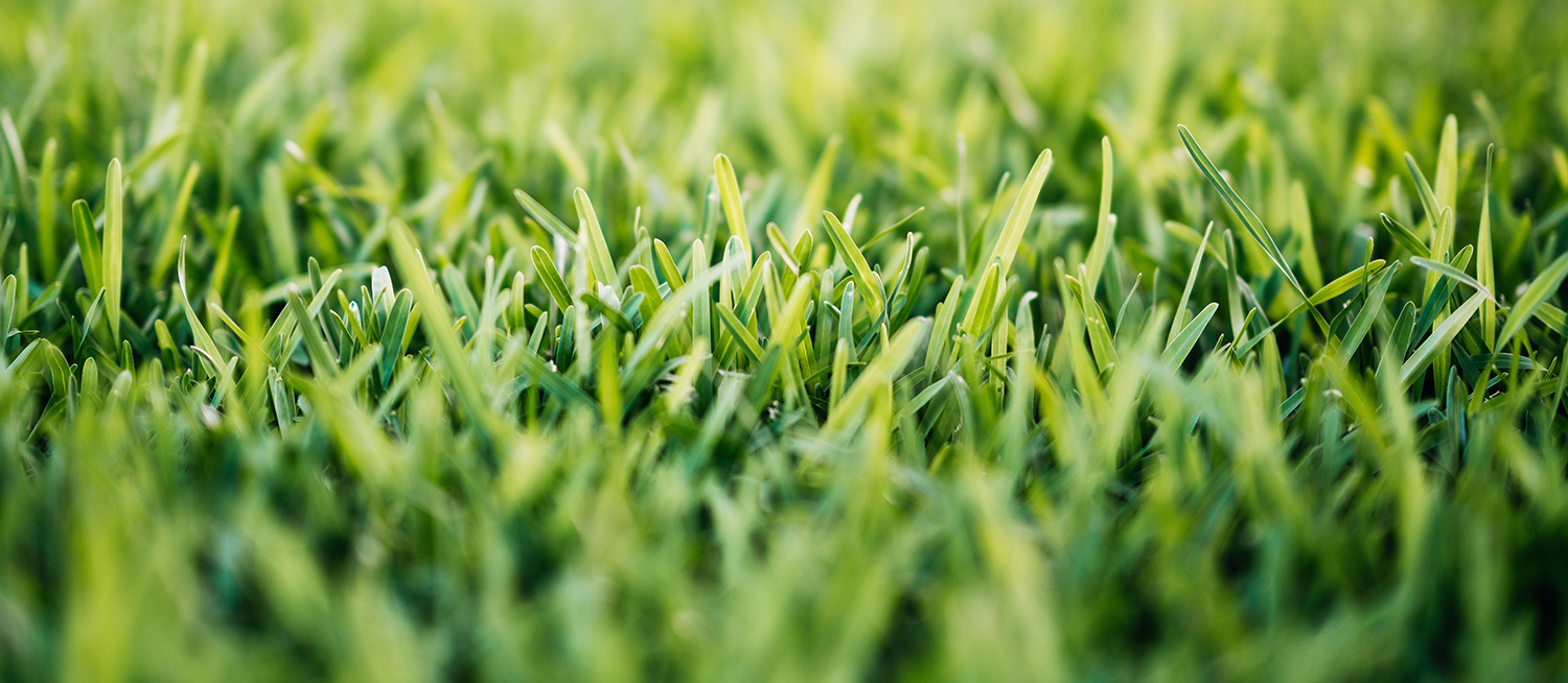 Nutrient Management Tips for Turf