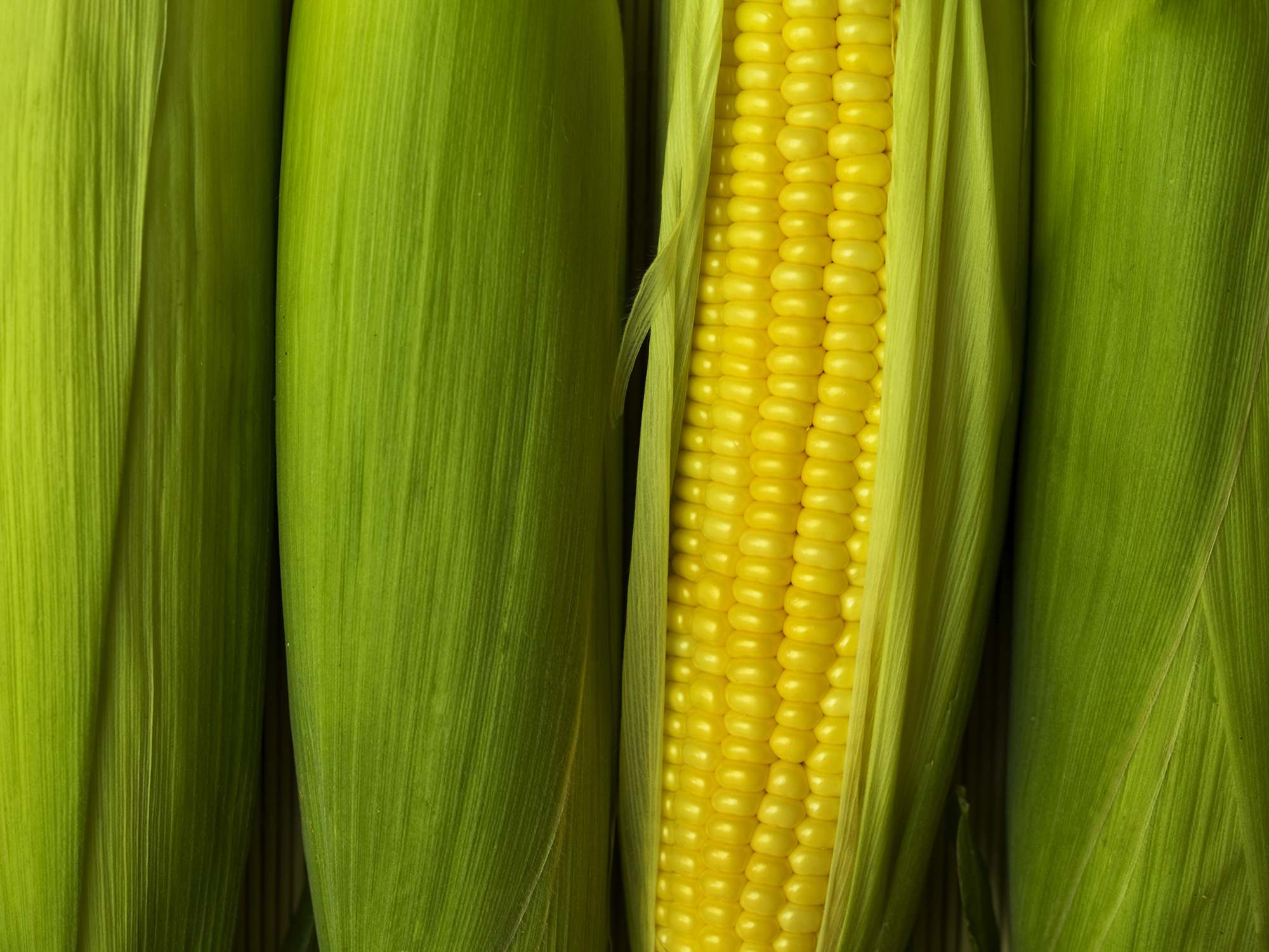Improving Corn Yields with Rainbow Plant Food