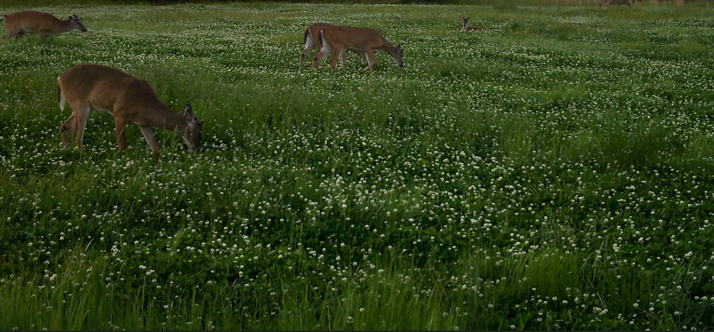 The Optimal Fertilizer for Wildlife Food Plots