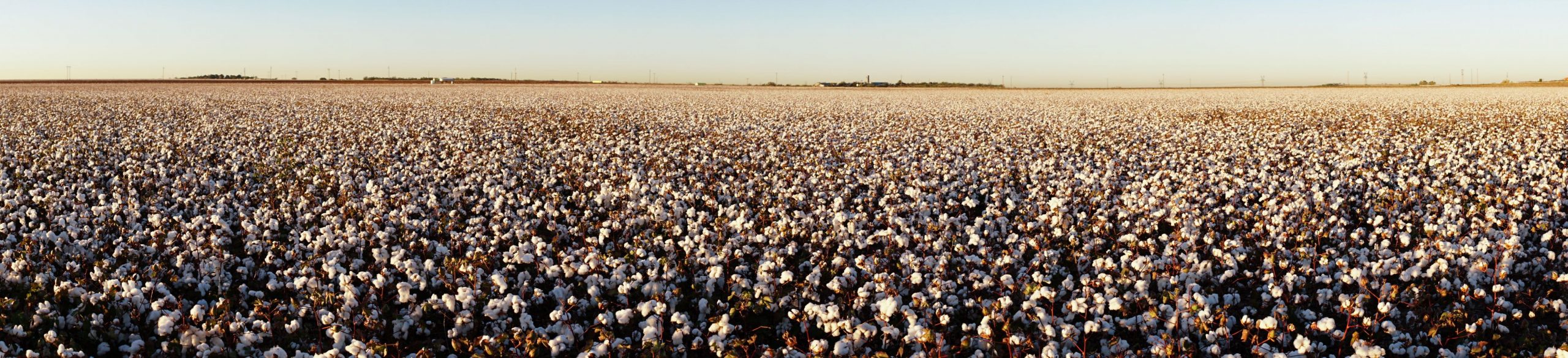 Increased Yields For Cotton