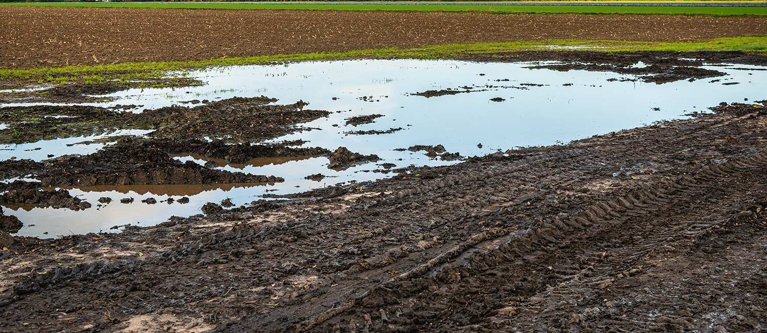 Homogeneous fertilizer benefits following volatile weather conditions