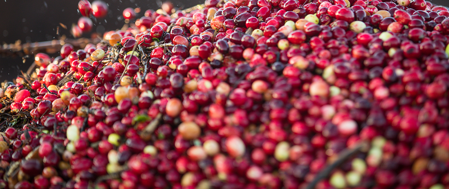 Top nutrient tips for growing cranberries