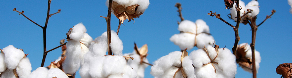Understanding the Micronutrient Needs of Cotton
