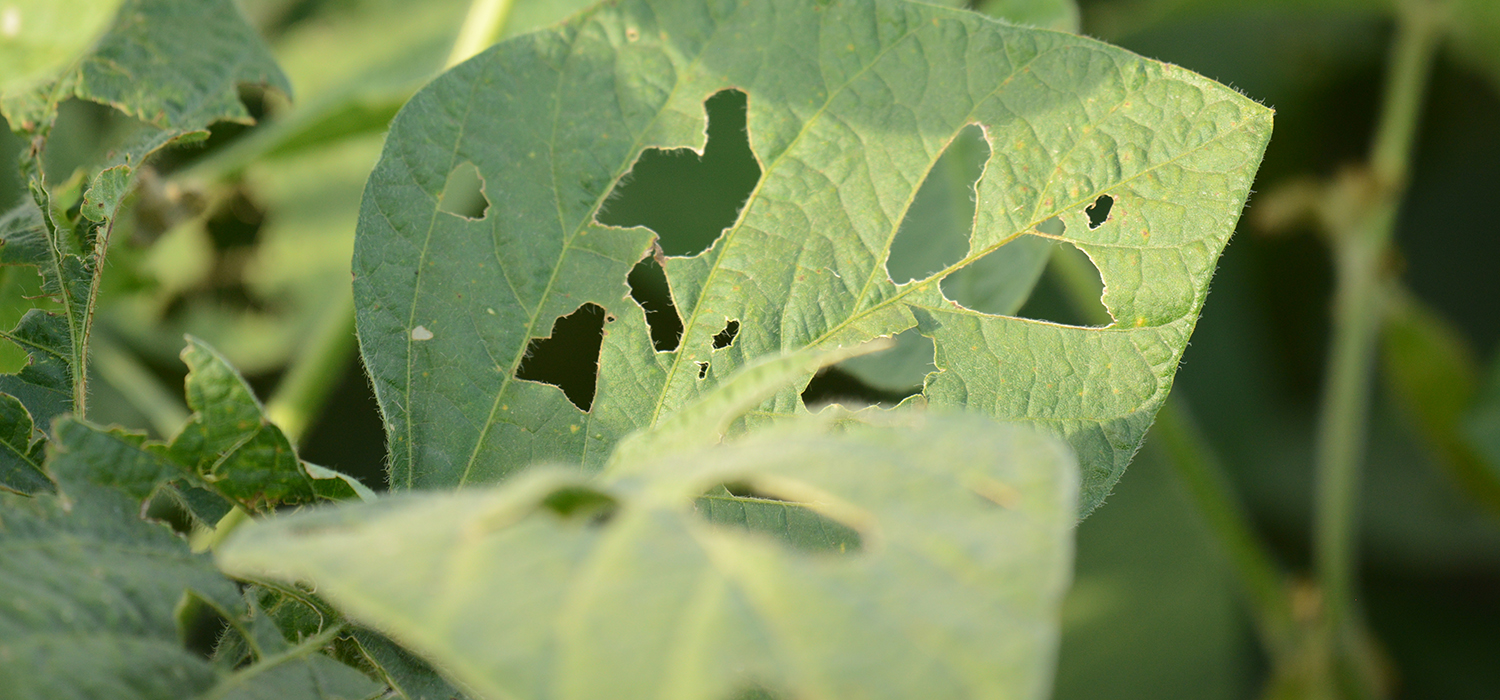 Combatting pests and diseases with balanced crop nutrition