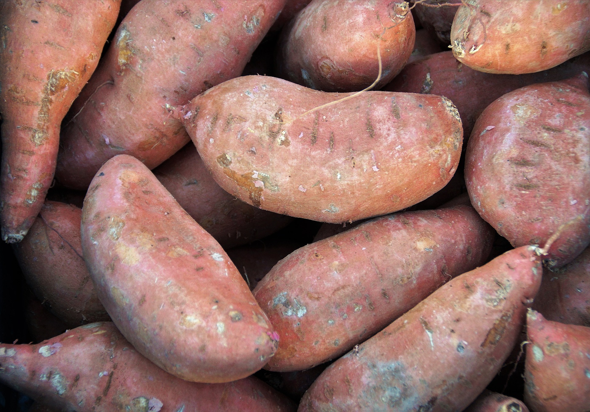 Nutrient Needs of Sweet Potatoes