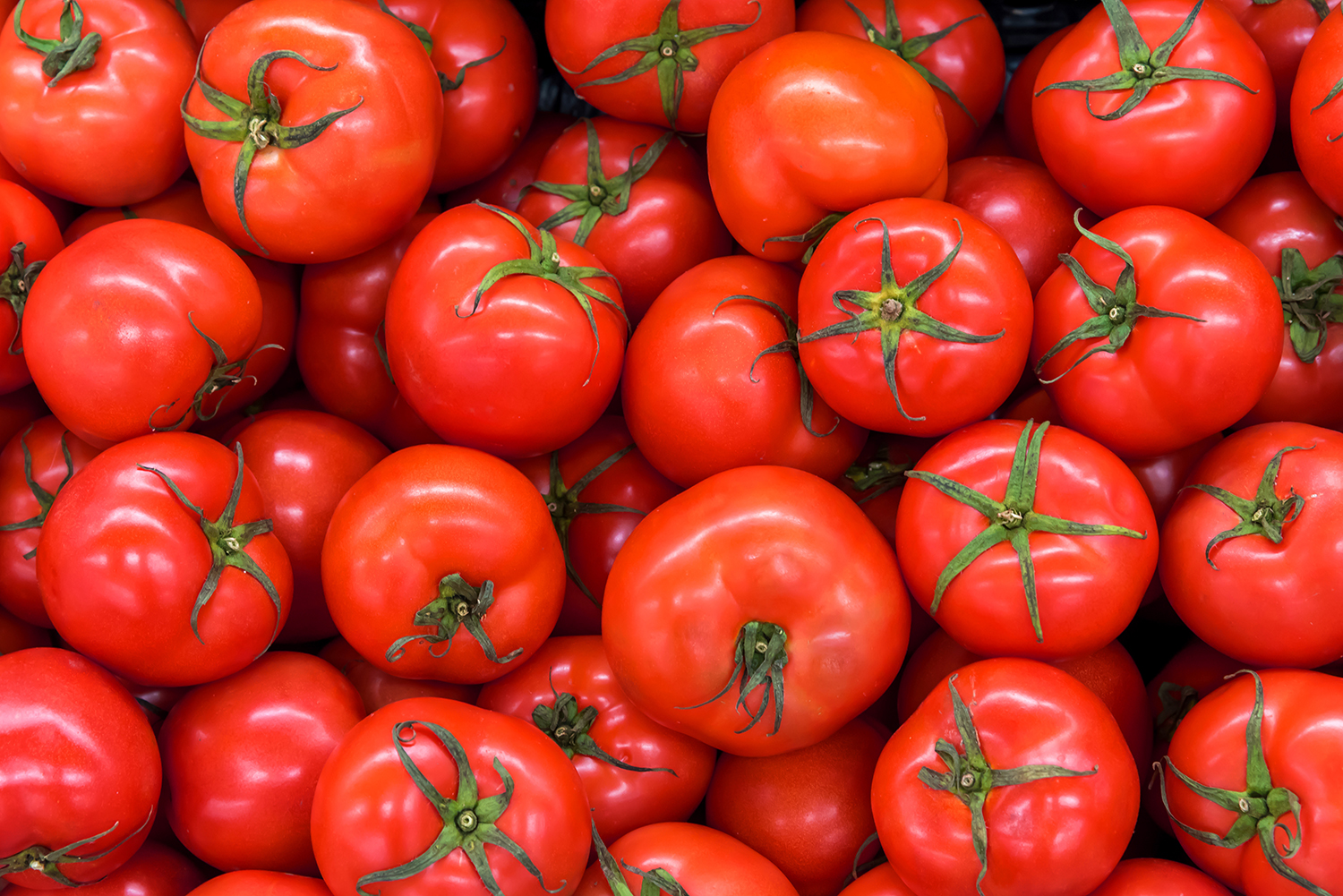 Plant nutrition for tomatoes