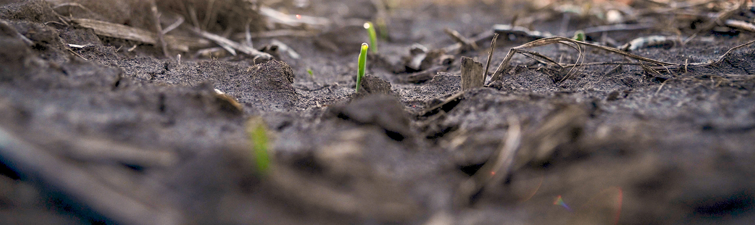 Micronutrient Transformation in the Soil